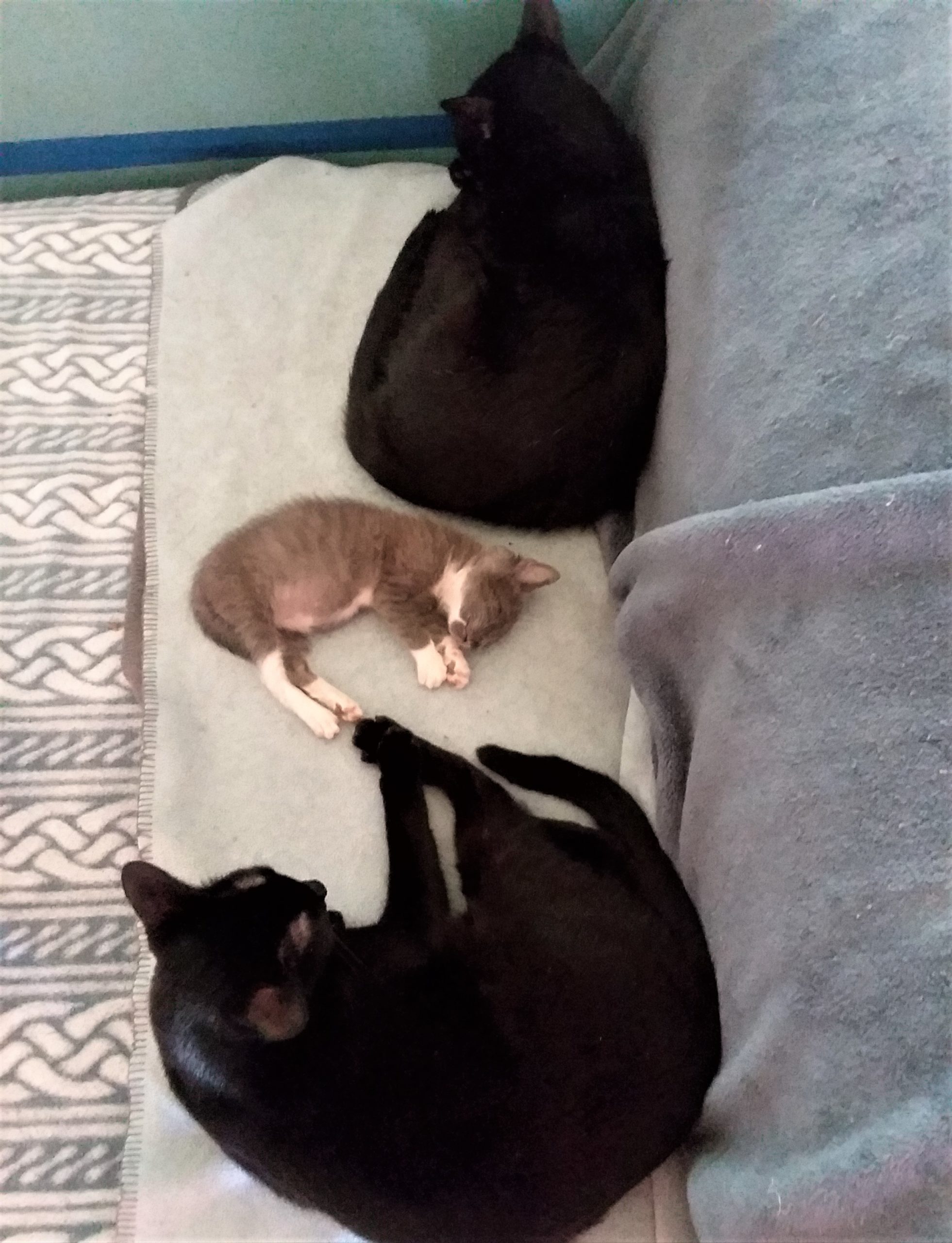 Billy sandwich – Catscue